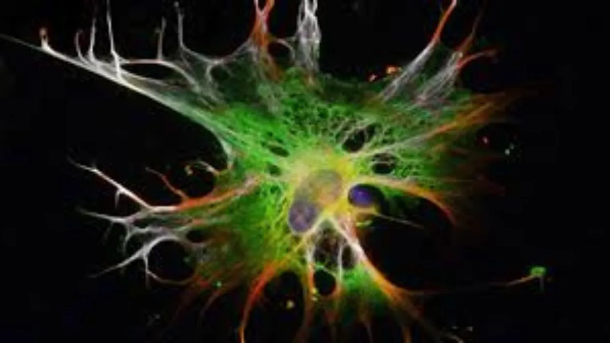 Astrocyters Roll i Hjärnan: Forskare Avslöjar Nyckeln Till Rädslo­minnen