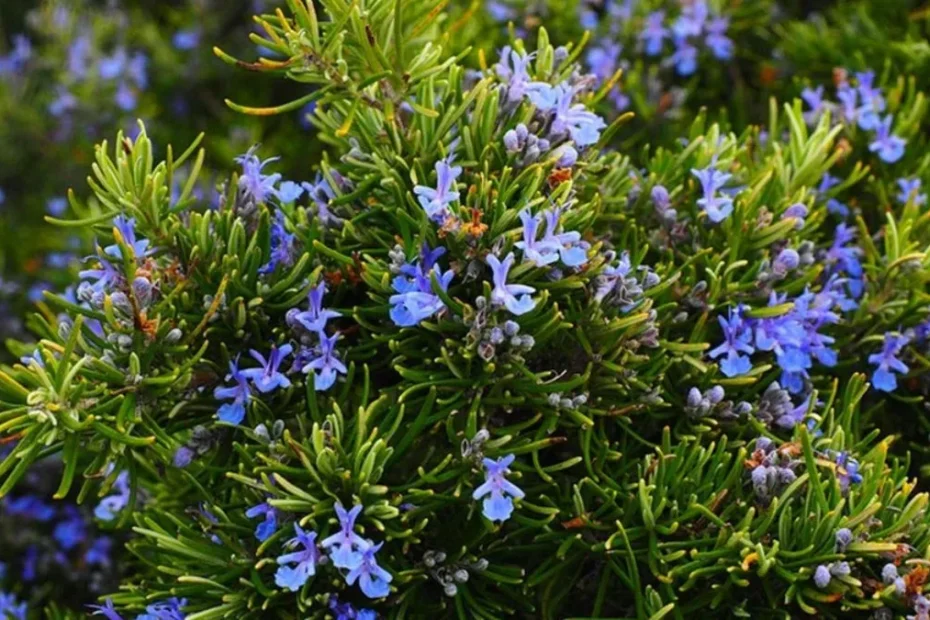 Hur Man Skördar Rosmarin Utan Att Skada Plantan