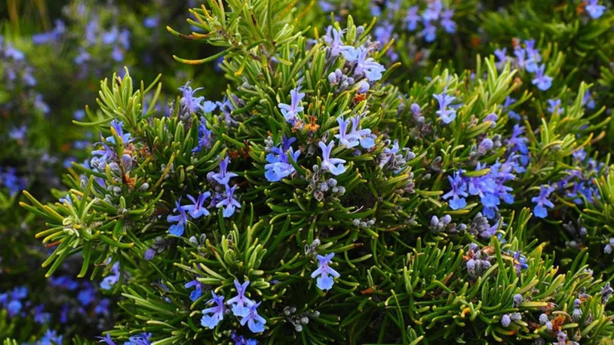 Hur Man Skördar Rosmarin Utan Att Skada Plantan